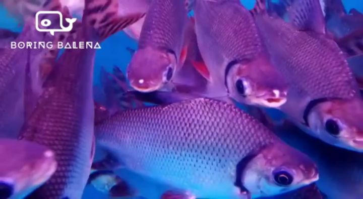 BRBN Phoenix Fei Feng Redfin Flagtail Ikan Fei Feng