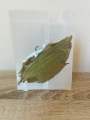 Bay Leaves ใบเบย์. 