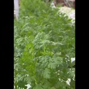 ดอกไม้ เจียไต๋ H007#ดาวเรือง 🇹🇭 คละสี ผักซอง เมล็ดพันธุ์ พันธุ์ดอกไม้ ดอกไม้เจียไต๋