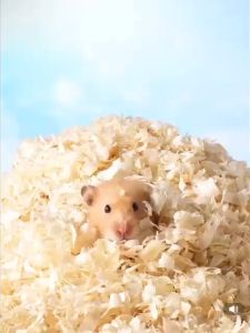 Bucatstate Aspen Shaving 1kg / 350g Bedding Hamster Bedding Small Pets Bedding Wood Bedding Aspen Fiber Aspen Chips 5.5L