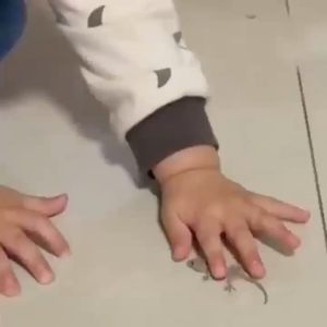 ✨Imported Japan✨ Gecko killer Bait 1000% effective Powerful Long-lasting Gecko repellent Lizard trap killer 1box(8pcs)