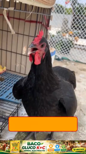 Poultry & Livestock Vitamin Supplement for Growth & Health | Vitamin C + K3 + Electrolytes