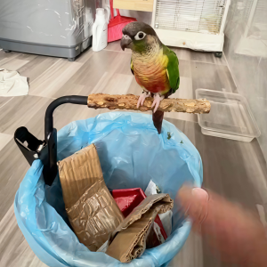 Positioning Perch Stand Pet Toilet Creative Multifunctional