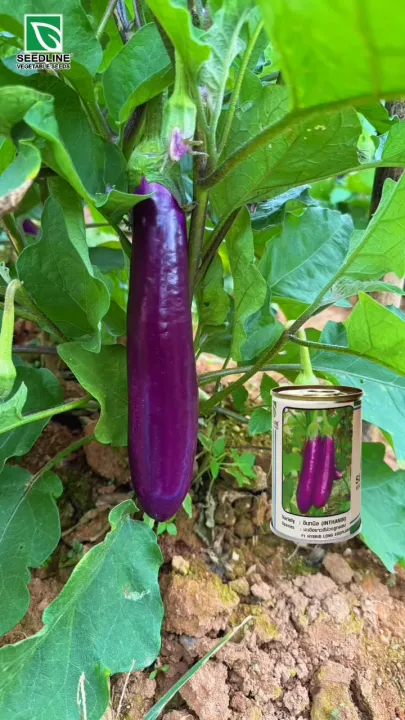 9 อันดับเมล็ดพันธุ์มะเขือและมะเขือเทศคุณภาพดีที่สุด 2025 สำหรับคนรักสวน