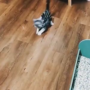 Satu Keluarga Mainan Laser Pointer Kucing Anjing Peliharaan C782 Mainan Lampu Laser LED Teaser Fun Cat Toys Light Pet Toy Import