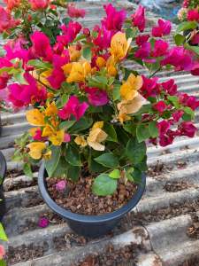 เฟื่องฟ้าแฟนซี 2สี ในหนึ่งกระถาง ขนาดกระถาง 11นิ้ว (ควรสั่ง 2กระถาง/1ออเดอร์) ความสูง 30-40cm ออกดอกทั้งปี ทนแดด ปลูกกลางแจ้ง (ดอกเยอะ ดอกน้อย ขึ้นอยู่กับแต่ละล็อต) Bougainvillea