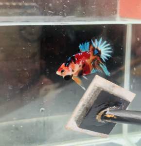 BETTA IKAN LAGA LINE MULTICOLOUR SIZE ANAK MALE