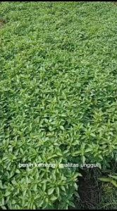 BENIH / BIBIT KEMANGI KUALITAS UNGGUL benih kemangi lalapan super / bibit sayur lalap unggulan