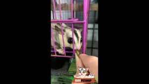 MAGGOT KERING GRADE PREMIUM MAGGOT TINGGI PROTEIN VITAMIN HEWAN SNACK HEWAN