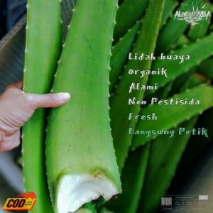 PAKET 1 KG PELEPAH DAUN LIDAH BUAYA SEGAR ALAMI ( TANPA PESTISIDA )