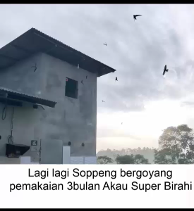 King Birahi Akau Super Produksi Akau Jaminan Asli 100% Original Garansi Resmi 1Tahun flashdisk