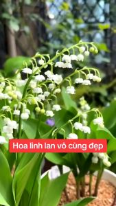 5 Củ Hoa Linh Lan Chuẩn 100% (có rễ lên mầm lá sẵn) - Siêu thơm siêu khỏe hoa nở đều đẹp