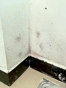 Wall Mold Removal Cleaner Fast-Acting Formula for Walls & Tiles Foam Cleaner Mildew Removal Spray 20 Seconds to Say Goodbye to Moldy Walls and Furniture Non-Toxic and Non-Irritating Wall Stai Anti Mold for Room Wood Mold Remover Mildew Mould Remover
