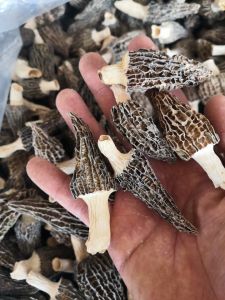 Special Offer Dried Morchella 500G Yunnan Specialty Edible Fungus Pot Mushroom Soup Ingredients Damaged Goat Tripe Mushroom Morchella