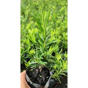 ต้นสนใบพาย ขนาด 10 - 15 เซนติเมตร(1 ชุด 3 ต้น)เราจะคัดเลือกต้นที่สวยที่สุดให้ลูกค้าครับ