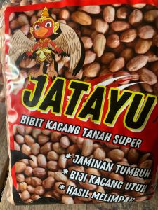 1 KG BENIH KACANG TANAH LOKAL BERKUALITAS TINGGI
