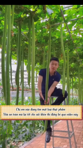 Hạt giống Mướp hương Thái Lan F1 Trái dài CT28 - Gói 10 hạt