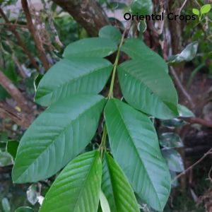 Dahon ng Bayabas Fresh Leaf Plant 100 pcs.