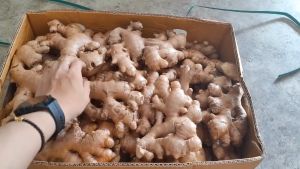 Original Thailand Bentong Old Ginger | Halia Tua Bentong Thailand Halal Original | 泰国文东老姜 AAA/AAAAA