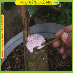 Keo liền sẹo cây Mỹ Tiến l ại 100gr Keo Liền da cây Mỹ tiến 100gr liền nhanh vết cắt cây bonsai hoa lan cây cảnh