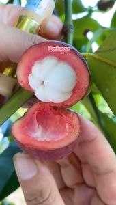 Bibit Manggis Sambung Pucuk Non Biji Cepat Berbuah