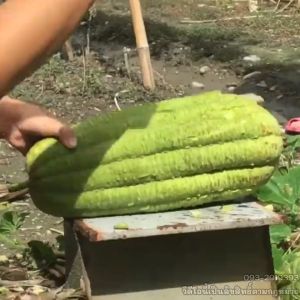 คุณสมบัติของแท้ ผ้าใยบวบธรรมชาติ 100% ผ้าเช็ดจานครัว ดูดซึมน้ำได้ดี ซักใช้ซ้ำได้ ขนาด 25x25 ซม