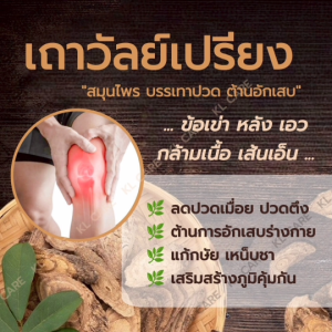 เถาวัลย์เปรียง เถาเอ็นอ่อน บรรเทาข้อเสื่อม ข้ออักเสบ ปวดข้อ เข่า ขาวละออ 42 เม็ด ของแท้ 100%