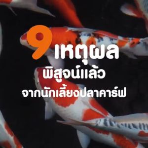 [เพิ่มปริมาณ10%] อาหารปลาคาร์ฟ Sakura Koi (ซากุระ โค่ย) ขนาดถุง 1.25 กก.มีทั้งหมด 6 สูตร