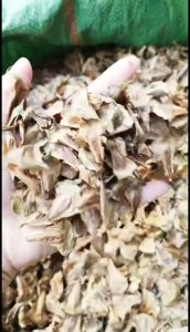 เมล็ดใหม่ 2025 เมล็ดสนฉัตร/สนฉัตรฮาวาย 5.5 กรัม / 30 กรัม Norfolk island pine**ศึกษาวิธีเพาะได้ในรายละเอียดสินค้า**