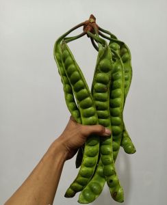 PETE TUA SUPERAN HARGA PERKILO ISI 12-15 PAPAN/SAYURAN SEGAR/PETE TUA/PETE SEGAR PILIHAN/PETE WONOGIRI/PROMO PETE MURAH
