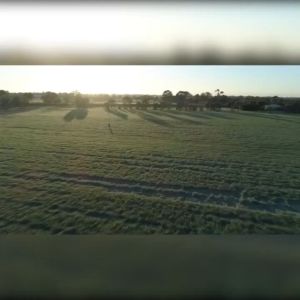 Naveta Barley grass powder Healthy and pure for lose weight body detox diet pure organic barley detox drink heathy