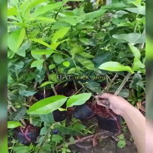 Chanh tứ quý bông tím siêu trái - Chanh trái chùm năng suất cao - Chanh trái quanh năm (1 Cây giống chiết cành)