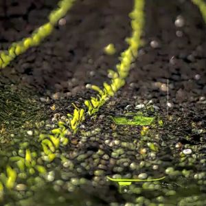 เครื่องพ่นยาแบตเตอรี่ พ่นแบตเตอรี่ พ่นน้ำ พ่นปุ๋ย มียี่ห้อ ตราแรด/RAMPAG/ควายไทย 20-16ลิตร แบบอย่างดี ทนทาน พ่นยา พ่นน้ำ พร้อมส่ง !!