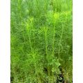 anak pokok Dill/ pokok halau nyamuk/ Dill Sapling. 