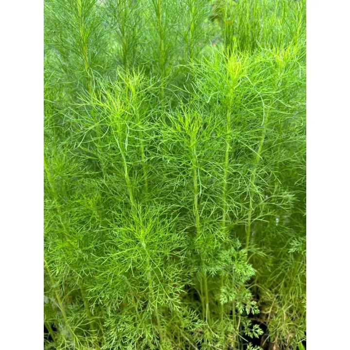 anak%20pokok%20Dill/%20pokok%20halau%20nyamuk/%20Dill%20Sapling%20-%20Image%202