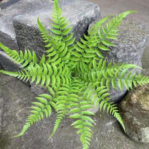 New Plastic Simulated Green Plant Small Phoenix Tail Fern Persian Grass Fern Landscape Indoor Outdoor Decoration Floor Leaf