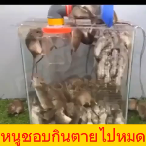 สูตรใหม่ล่าสุด！！！ ยาเบื่อหนู ฆ่าหนูภายในหนึ่งวัน ตายไม่มีกลิ่น ยาเบื่อหนูแห้ง ขนมหนูตายแห้ง ยาเบื่อหนูเม็ด ฆ่าหนูในบ้าน ยาเบื่อหนูบ้าน ยาฆ่าหนูในบ้าน ไล่หนู ยาเบื่อหนู กำจัดหนู เหยื่อหนู ยาเบื่อหนูตาย สารกำจัดหนู เหยื่อกำจัดหนู ยาเบื่อหนูแรง