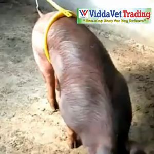 Pig Breeding Clip Semen Tool Insemination Frame Bracket Equipment Support Pig Bottle Veterinary Farm