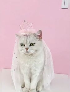 พร้อบถ่ายรูปสัตว์เลี้ยง แมว สุนัข น้องหมา พร้อบถ่ายรูปแต่งงาน มงกุฎเจ้าหญิง Happy Wedding (ส่งเร็วจากกุรงเทพ) งานแต่งแมว หูกระต่าย