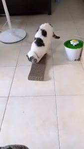 ที่ลับเล็บแมว แบบเรียบใหญ่ ที่ฝนเล็บแมว ที่ลับเล็บแมว ของเล่นน้องแมว แถมฟรี! แคทนิป