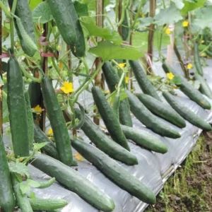 BIJI BENIH TIMUN JEPANG RONALDO (REPACK)