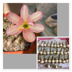 009.หัวดอกบัวดิน Jr.Opium หัวละ 25 บาท