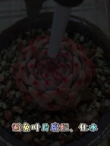 GARDENING DUST REMOVAL Rubber Air Dust Blower Cleaning Tools for Succulent Plants