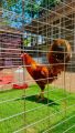 telur ayam filipin golden sweater import. 