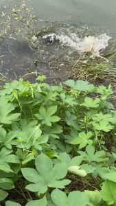 Nhái hơi N1 action nổi lắc lư 10g táp là lụm gửi dây cáp chống cắn