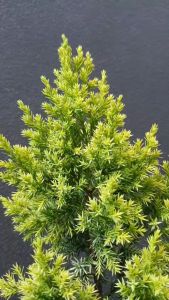 ต้นสน สนทรายทอง ต้นสนโบราณ กระถาง 6 นิ้ว สูงตั้งแต่ 15 ซม. #ไม้หายาก #สนหายาก