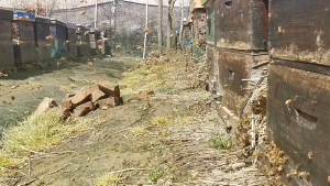 Stik Termurah royal jelly penanda congkel susu royal jelly lebah madu