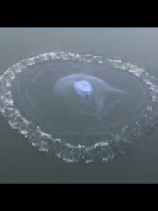 แหฝรั่ง ถูกๆ แหจับปลา ตาข่ายดักปลา จับปลาอย่างมีประสิทธิภาพ ทนทาน ใช้งานง่าย แหจีน แหหว่าน แหอัตโนมัติ แหจานบิน ตาข่าย แหฝรั่งจานบิน แห่ราคาถูก จับปลาได้เยอะ อุปกรณ์จับปลา แหหว่านปลา แหจานบินฝรั่ง แหเอ็น แหดักปลา แห่จับปลาฝรั่ง แหทอดปลา เเหฝรั่ง