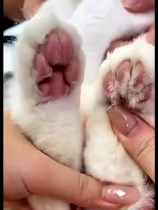 Electric Pet Clippers Cat Dog Foot Hair Trimmer Pet Paw Hair Clipper Shaver Grooming Machine