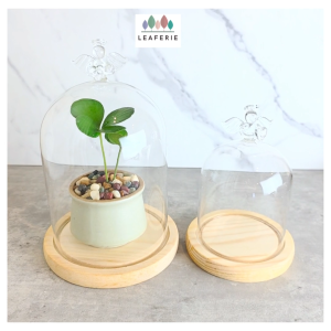 The Leaferie Angel Terrarium plant pots. flowerpot . flowerpots flower pot planter planters Plants